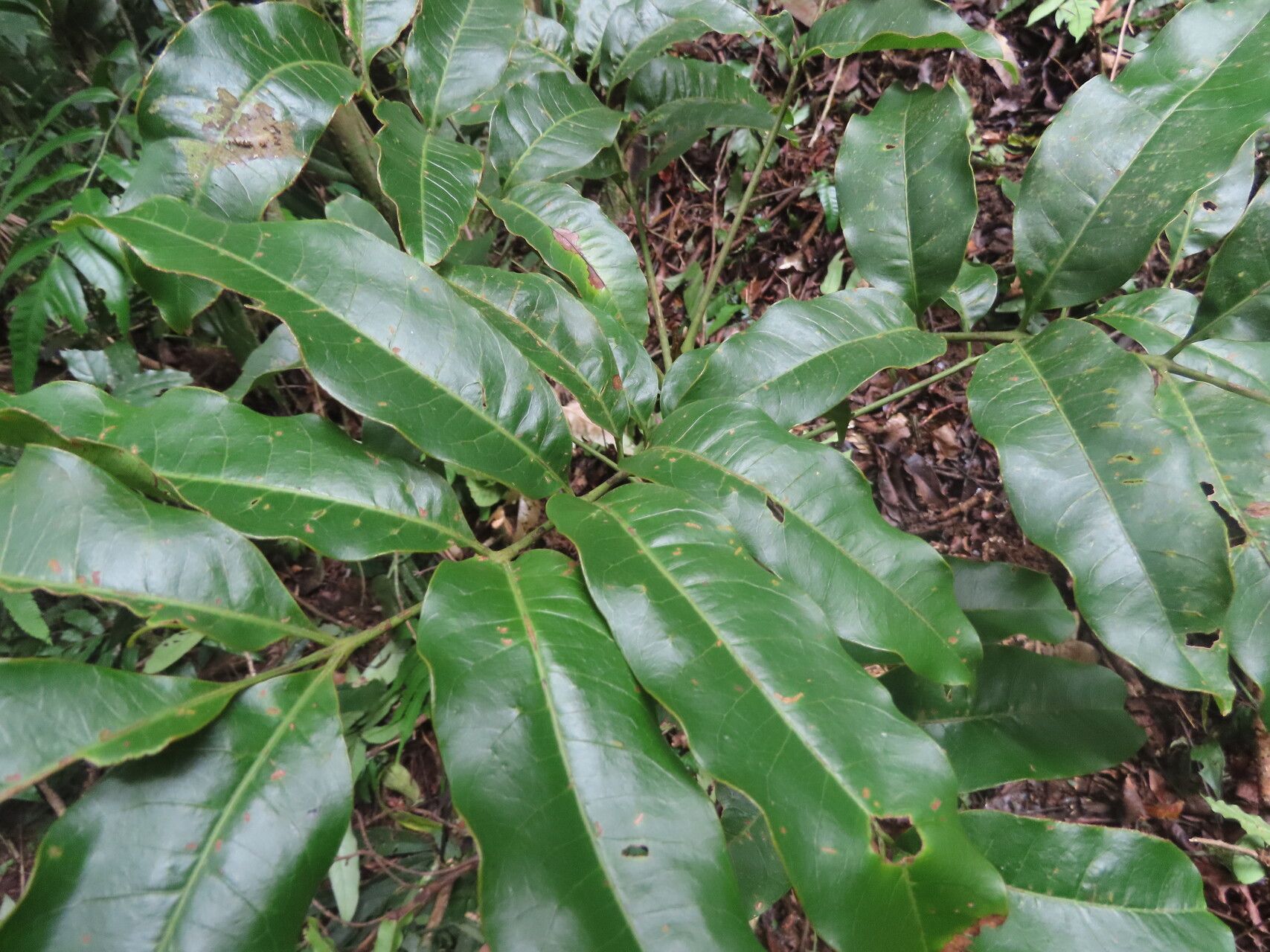 Tapirira mexicana leaf