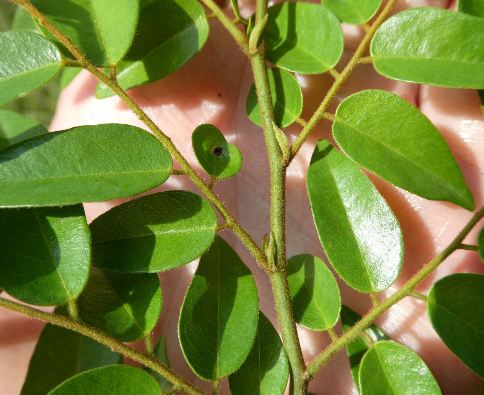 Dalbergia oblongifolia leaf