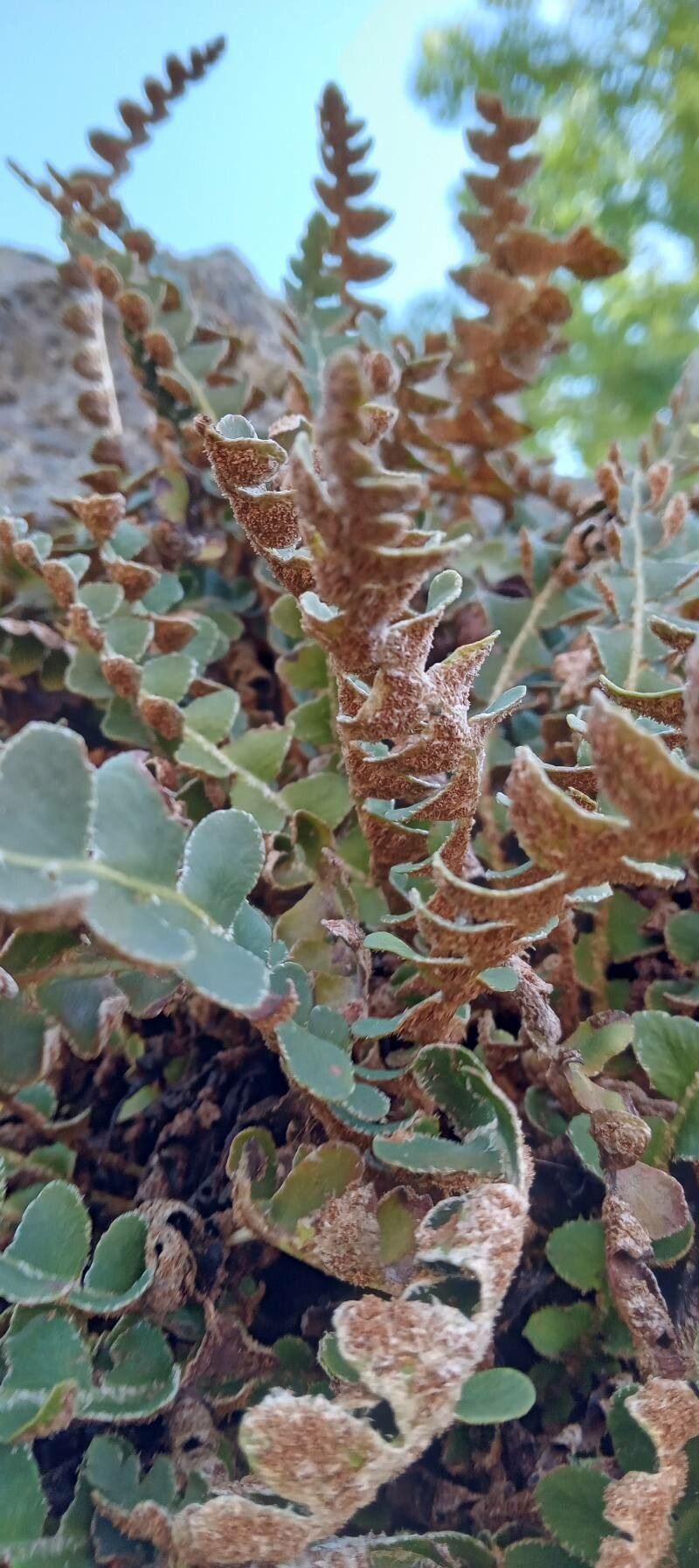 Asplenium ceterach fruit