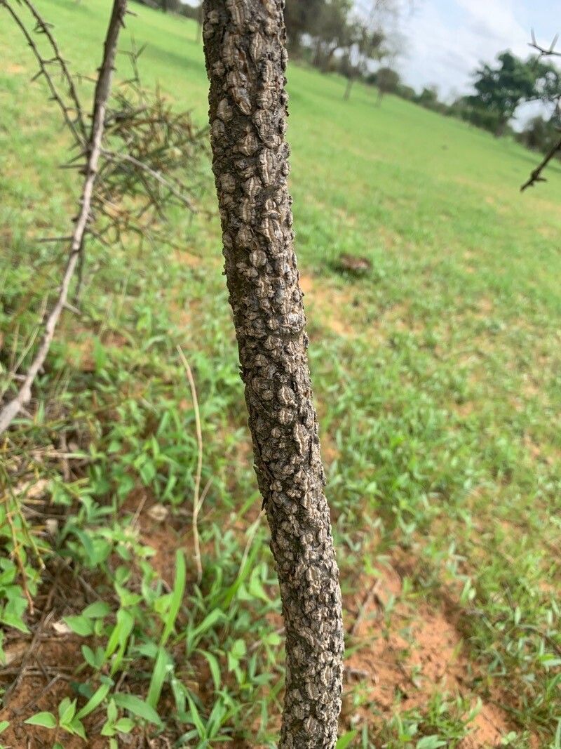 Tinospora bakis bark