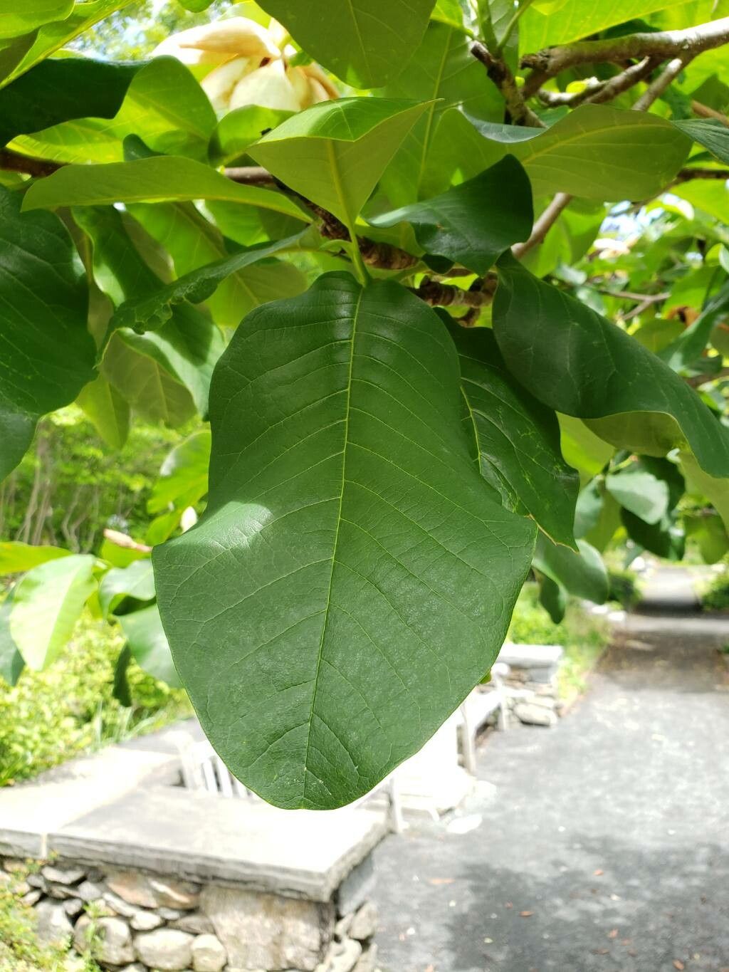 Magnolia × wieseneri — search result for 'Magnolia'