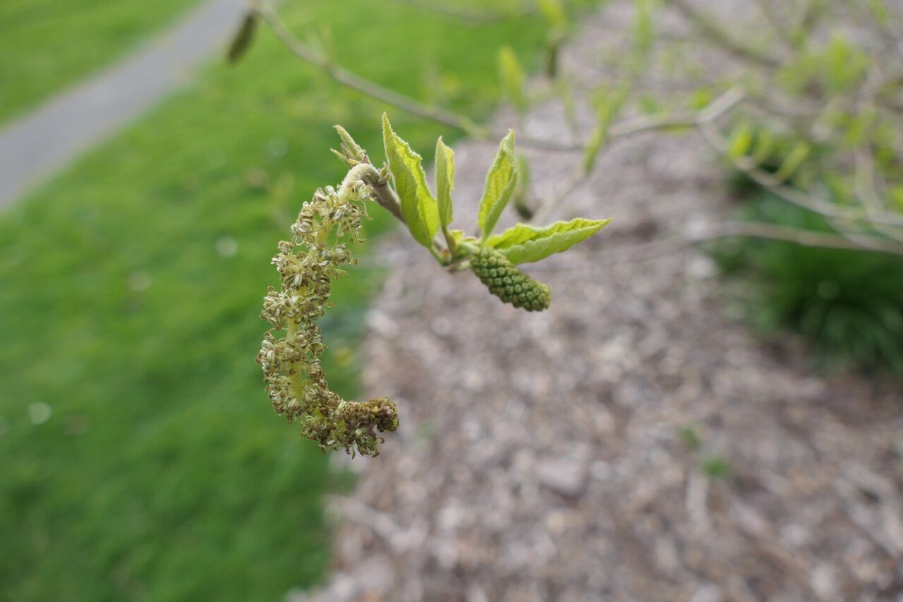 Sinowilsonia henryi flower