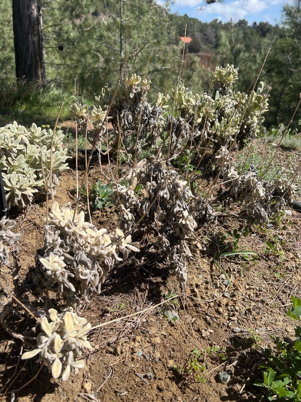 Sideritis cypria — houseplant care guide