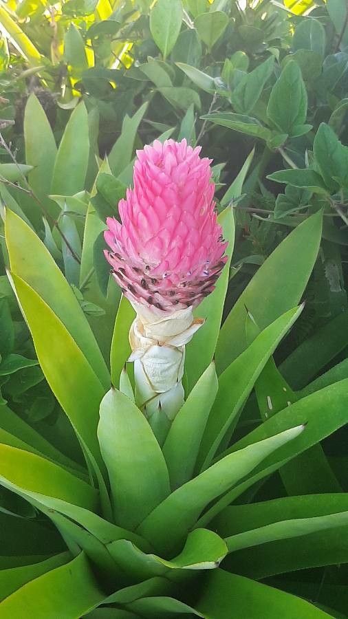 Quesnelia quesneliana leaf