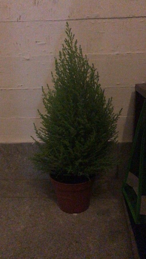 Cupressus sempervirens cv. 'Swane’s Gold' — search result for 'Cupressus'