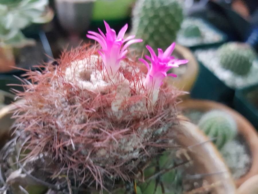 Melocactus curvispinus flower