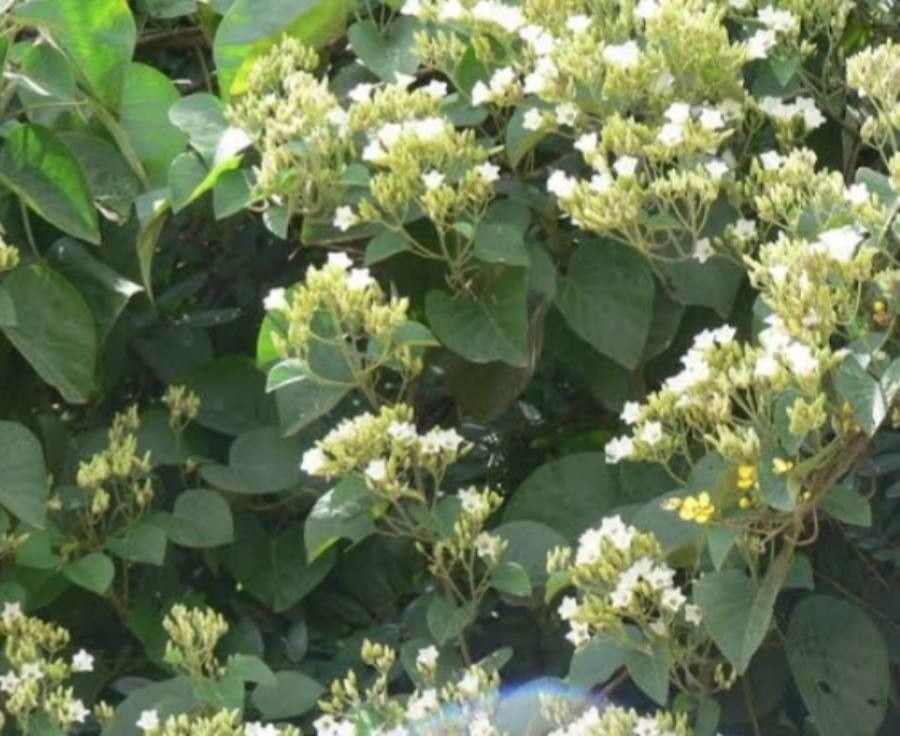 Cordia africana flower