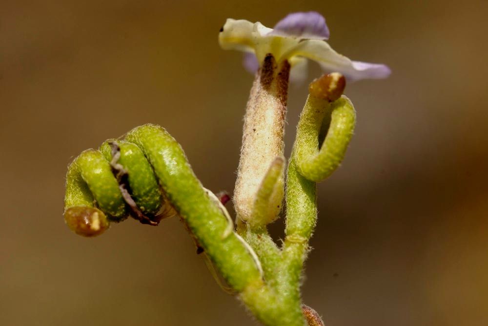 Matthiola bolleana flower