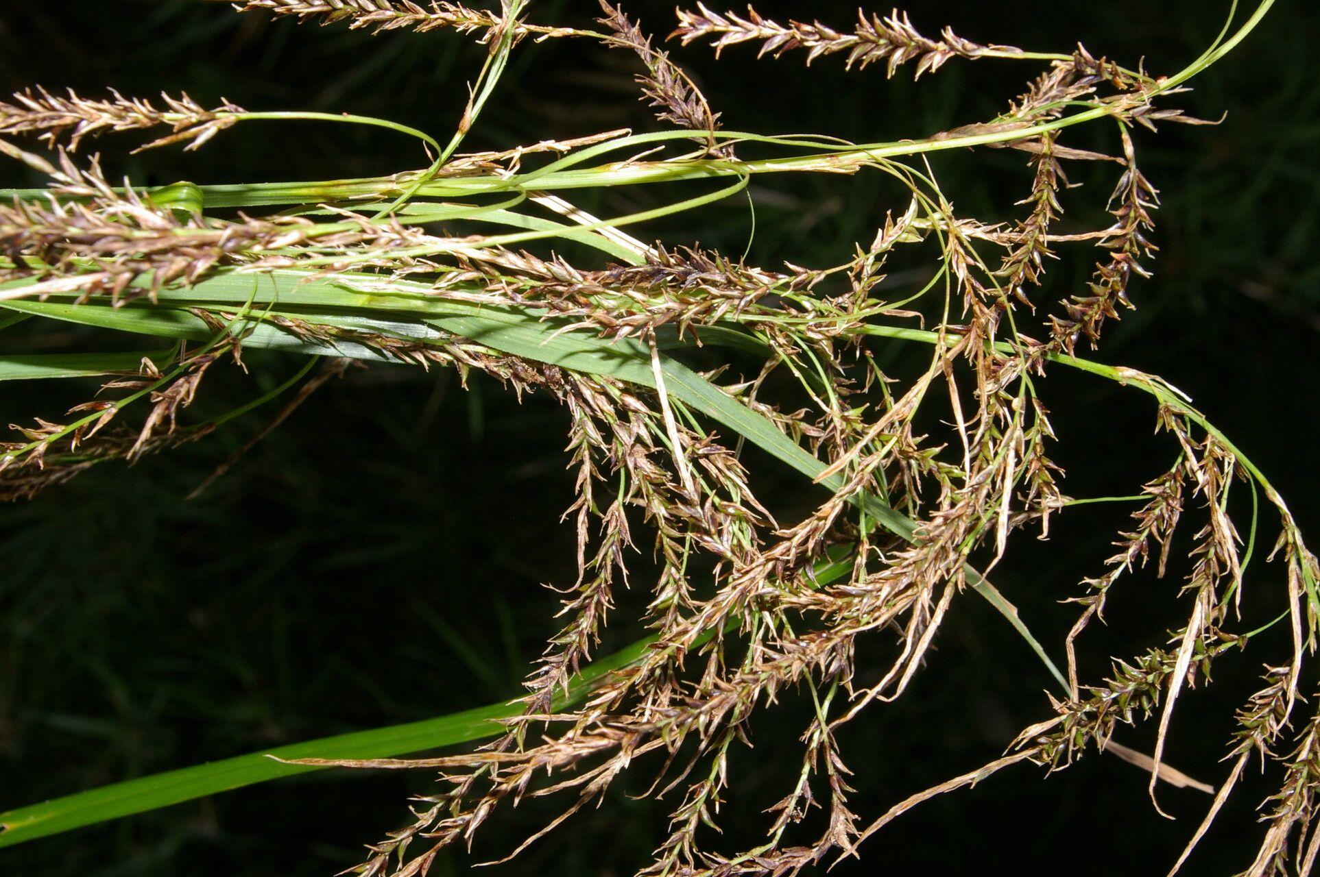 Carex jamesonii habit
