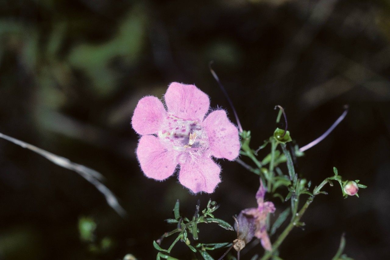Agalinis skinneriana flower