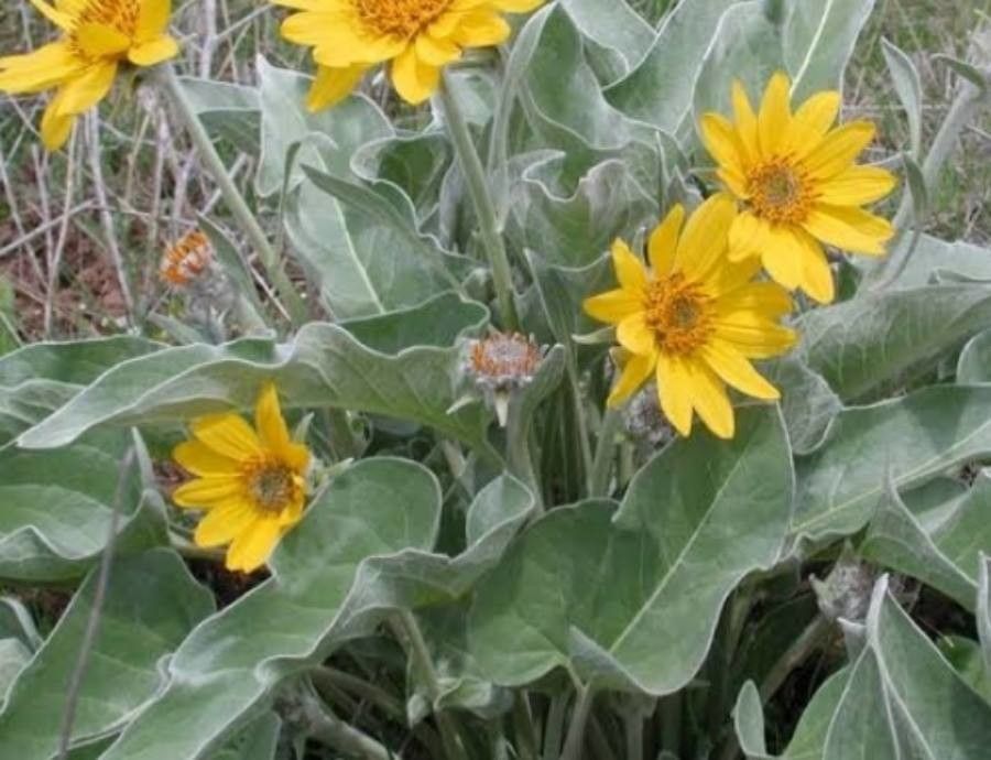 Balsamorhiza sagittata flower