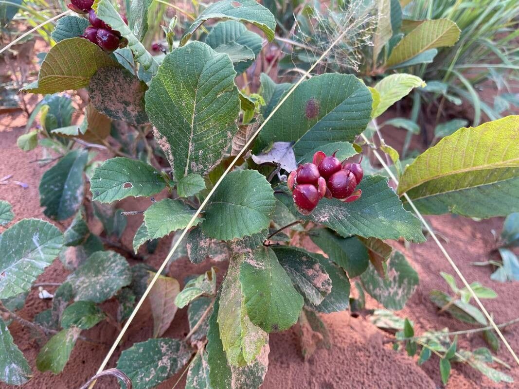 Tetracera masuiana — houseplant care guide