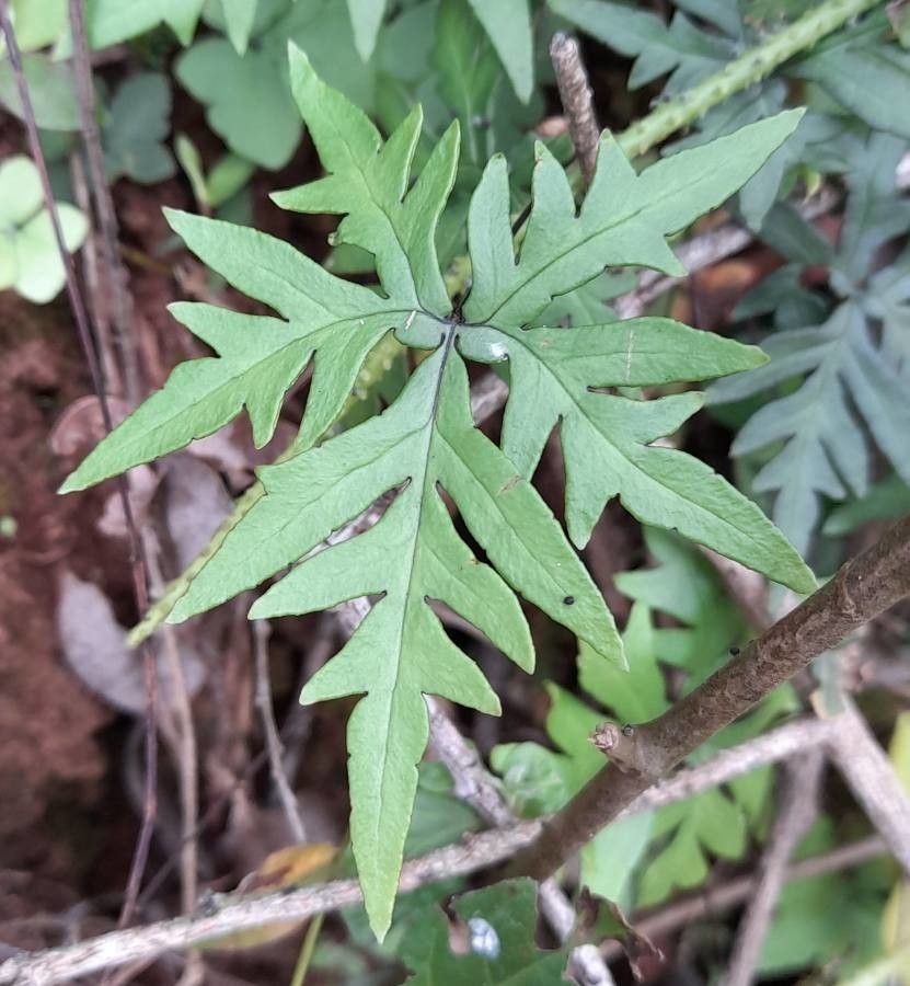 Doryopteris lorentzii leaf