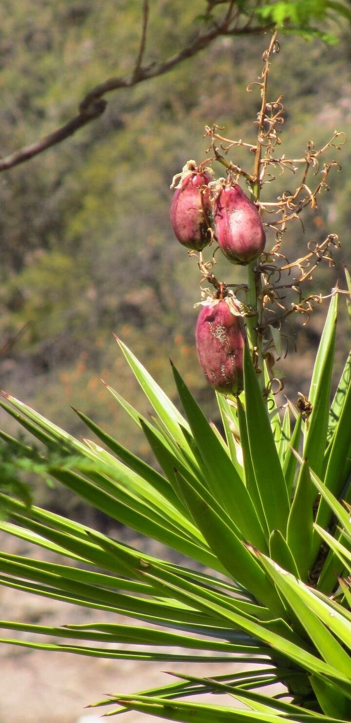 Yucca filifera fruit
