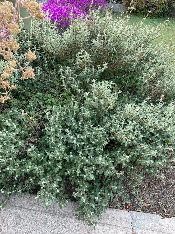 Phlomis lanata habit