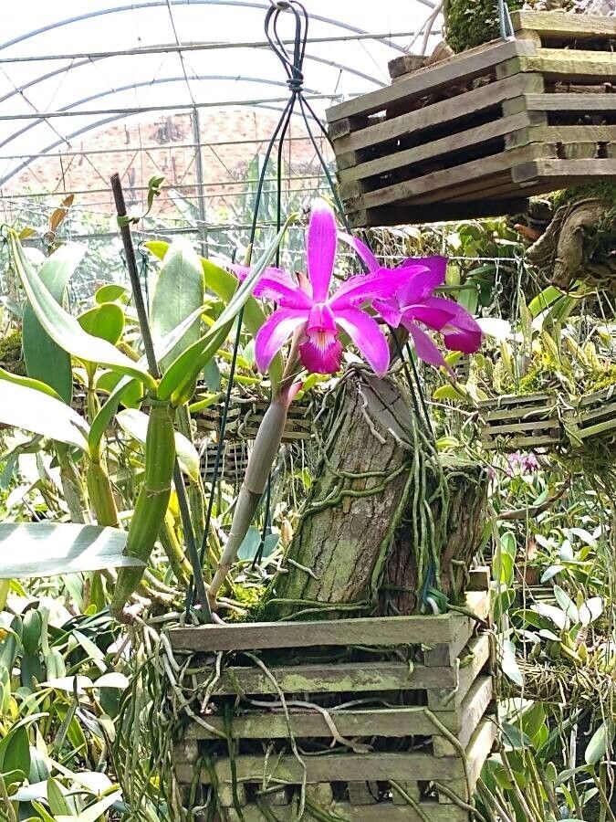 Cattleya violacea — search result for 'Cattleya'