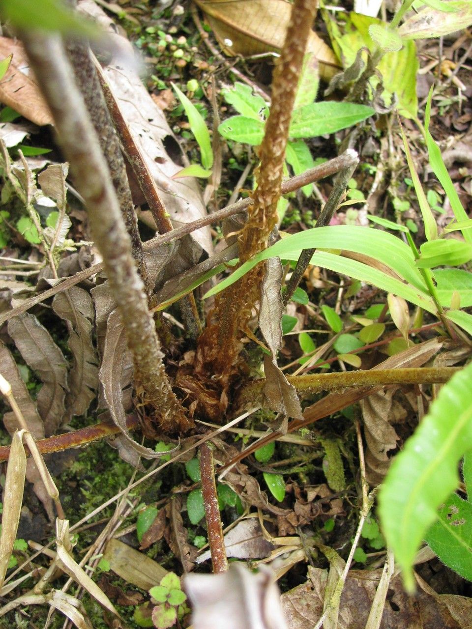Blechnum schiedeanum bark