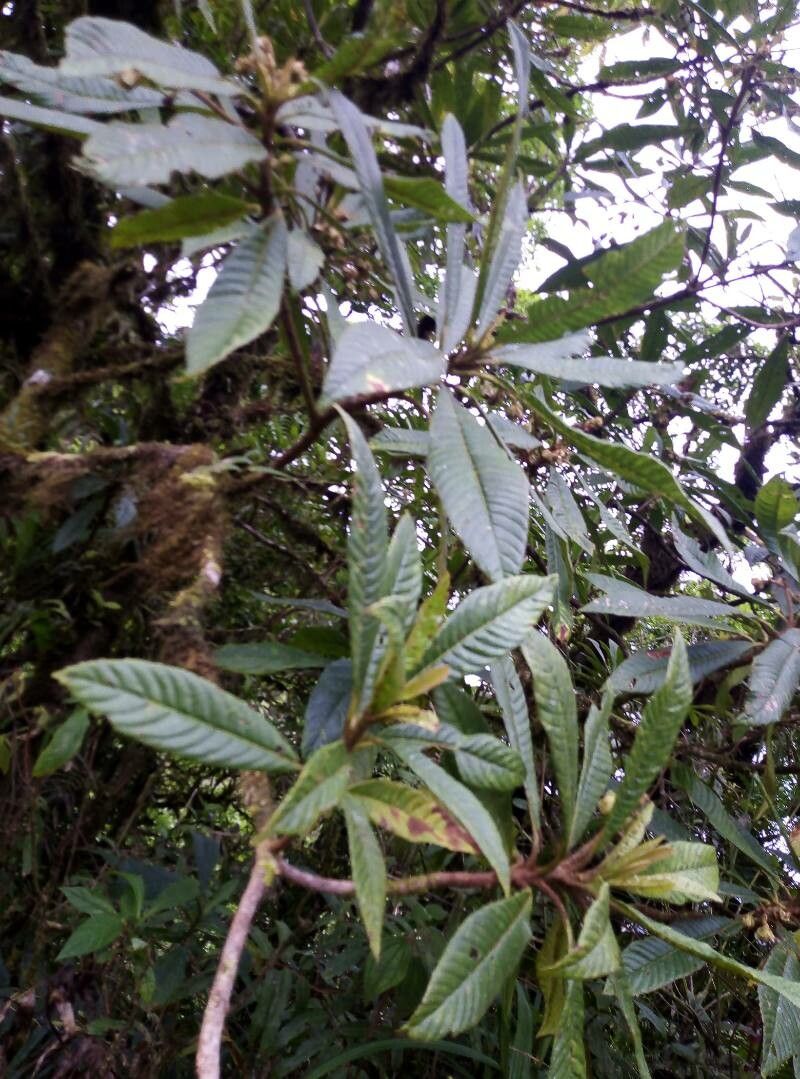 Saurauia montana leaf