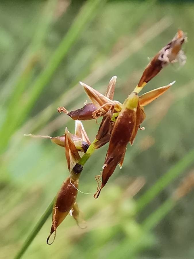 Carex pulicaris flower