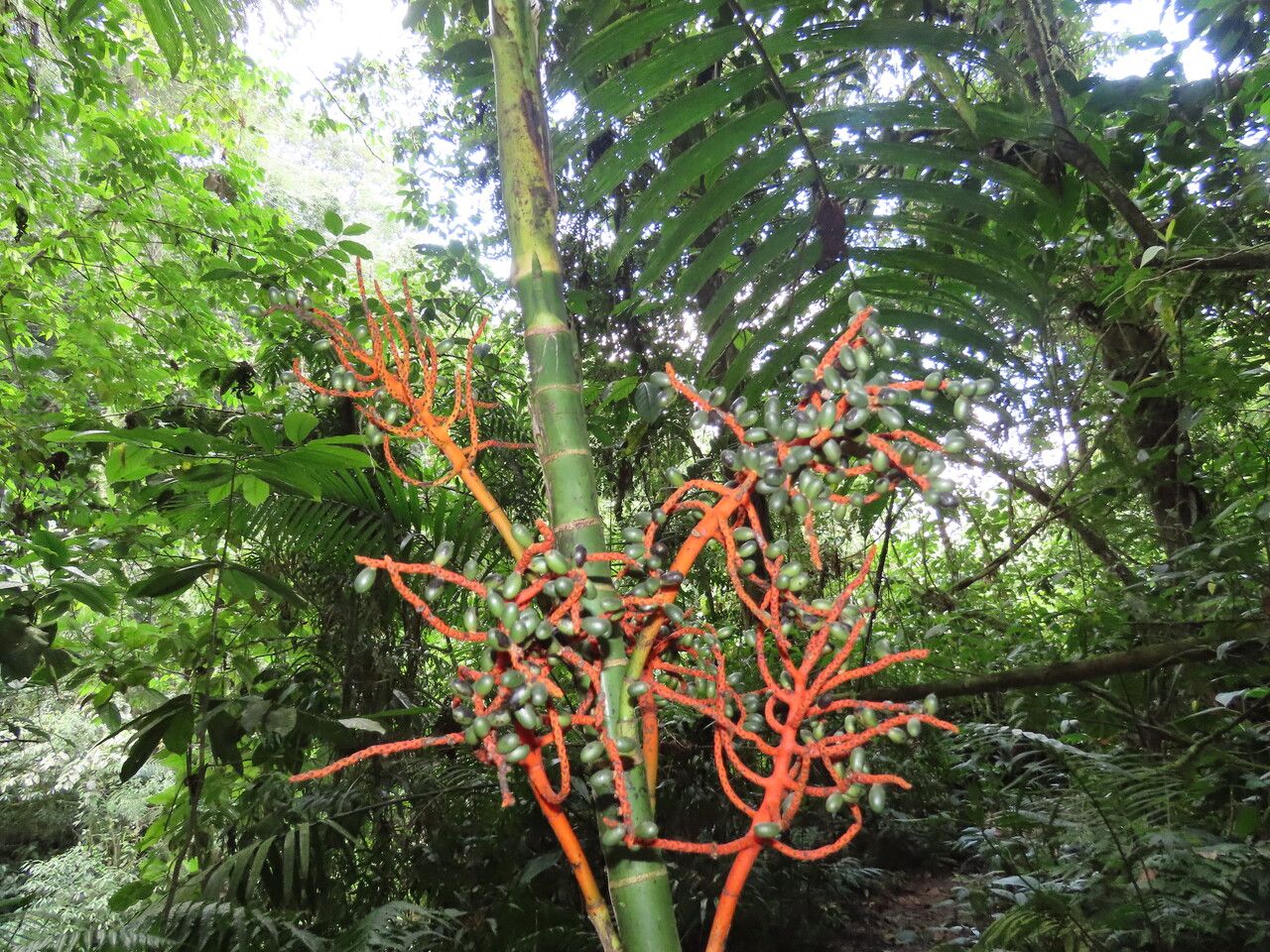Chamaedorea tepejilote fruit