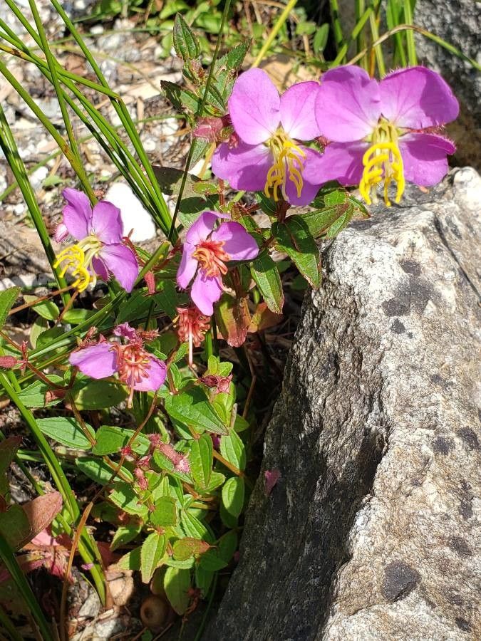 Rhexia virginica other