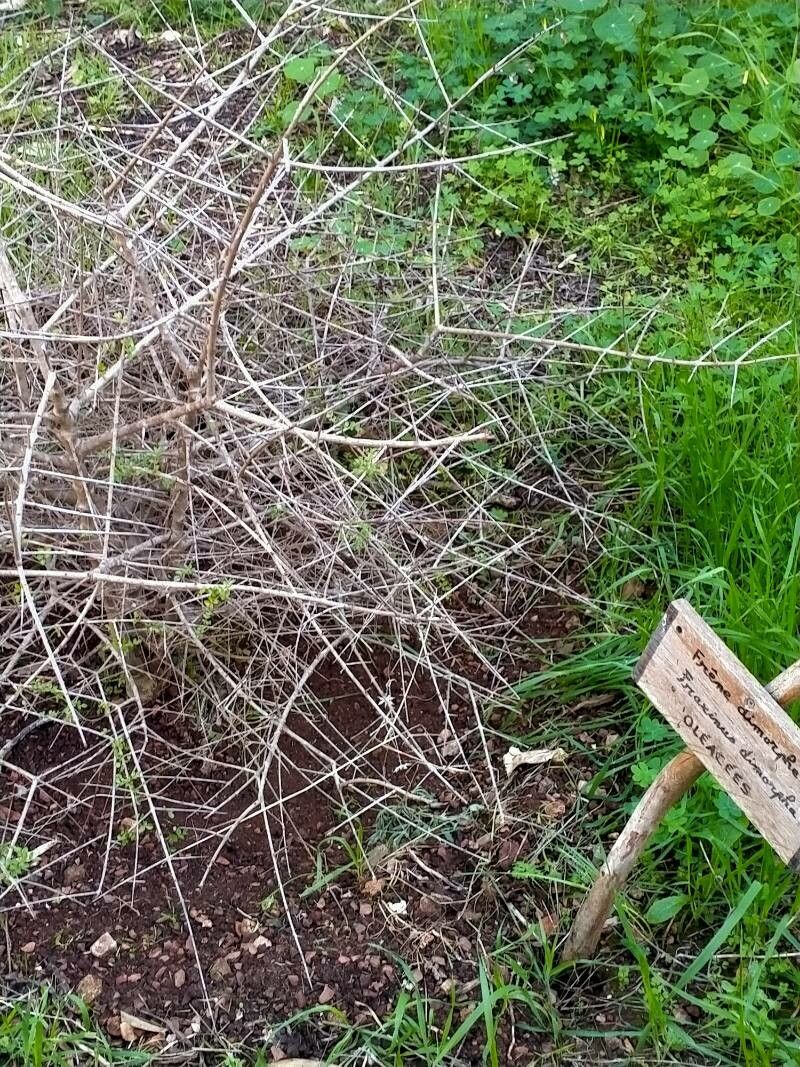 Fraxinus dimorpha bark