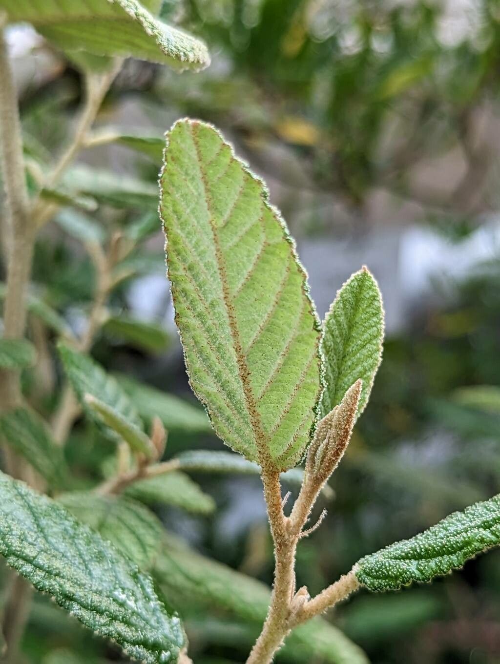 Pomaderris racemosa — houseplant care guide