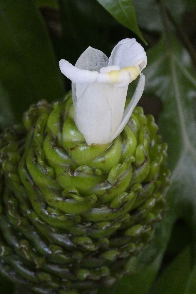 Costus megalobractea flower