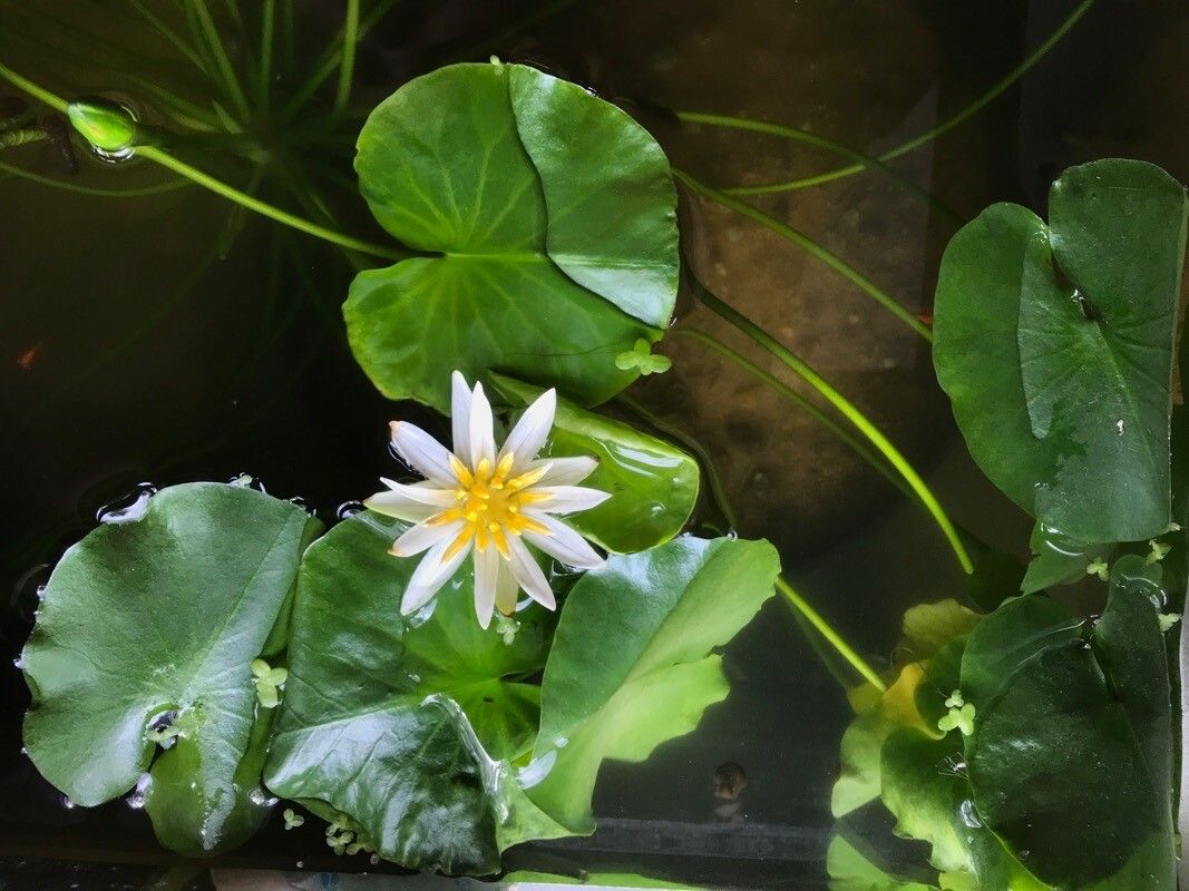Nymphaea thermarum habit