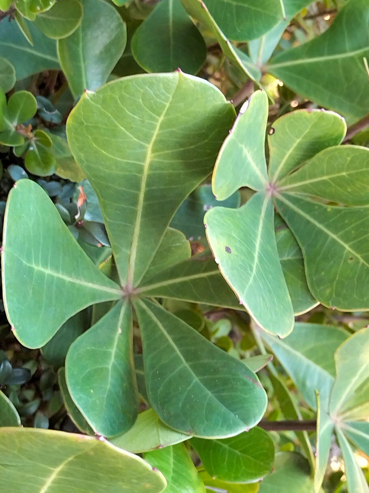 Cussonia thyrsiflora leaf