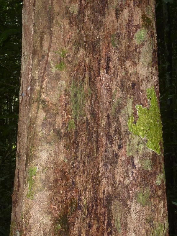 Licania apetala — related species from the same genus