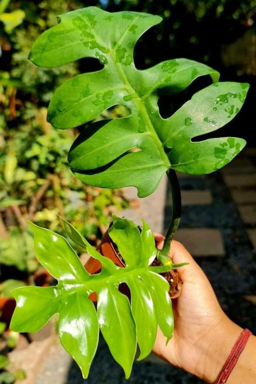 Philodendron distantilobum leaf