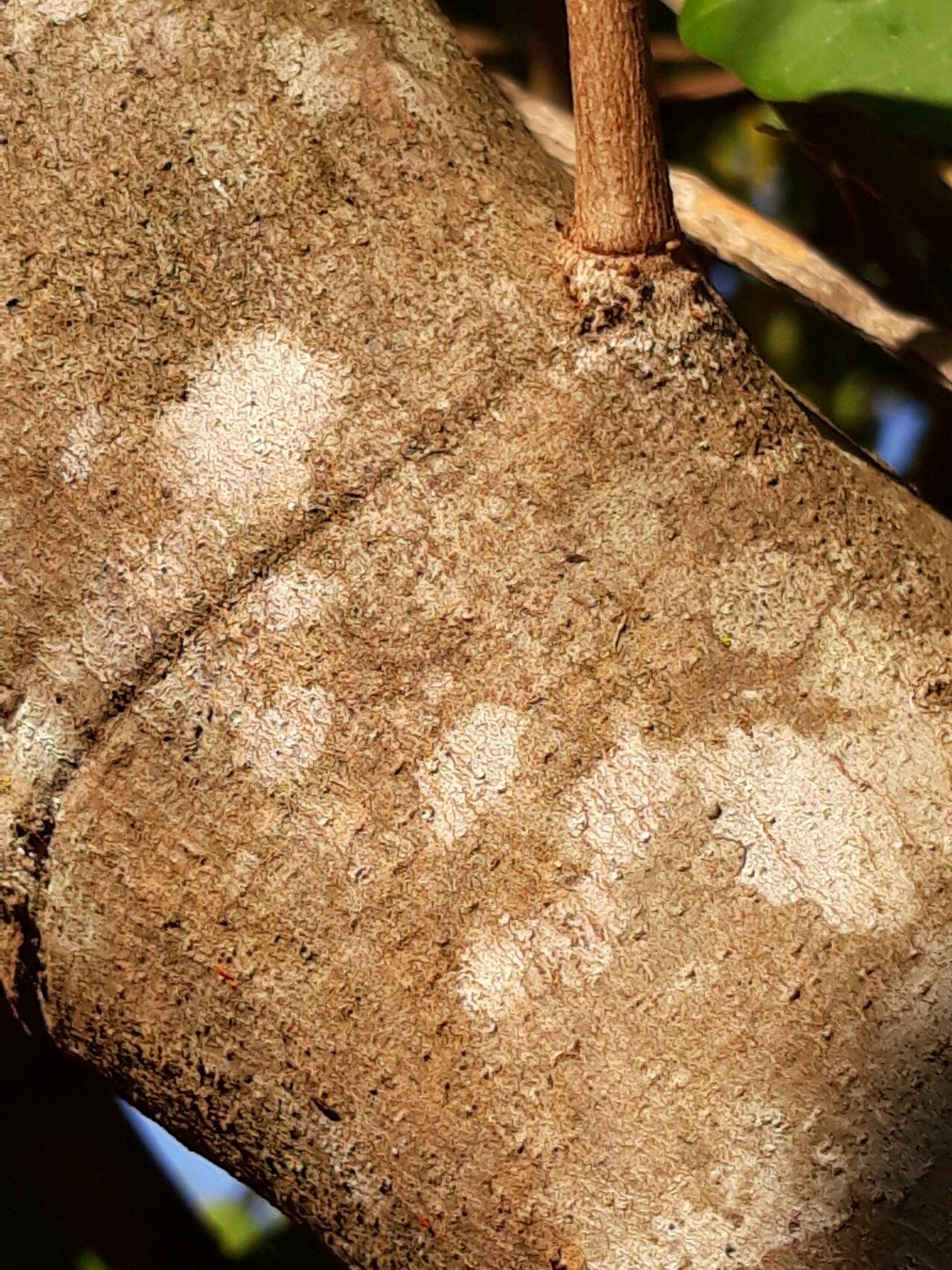Byrsonima laxiflora bark
