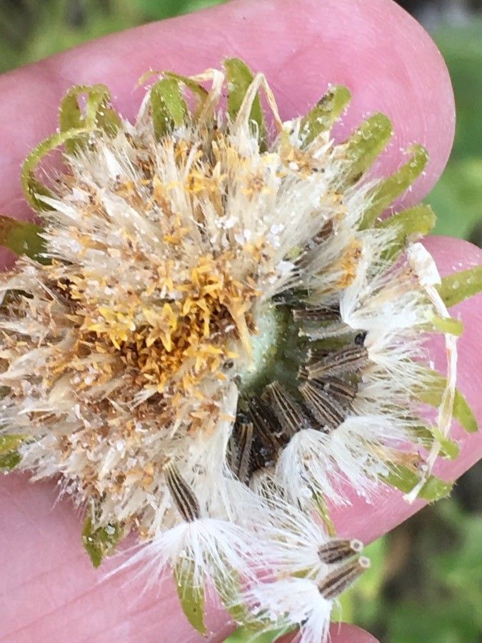 Doronicum grandiflorum fruit