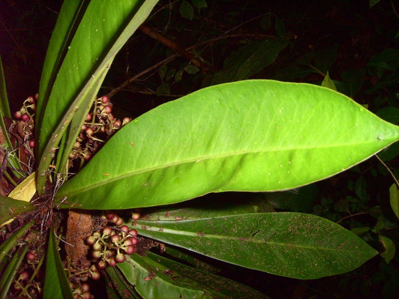 Badula borbonica leaf