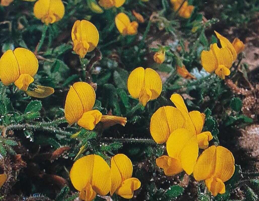 Ononis hebecarpa — houseplant care guide