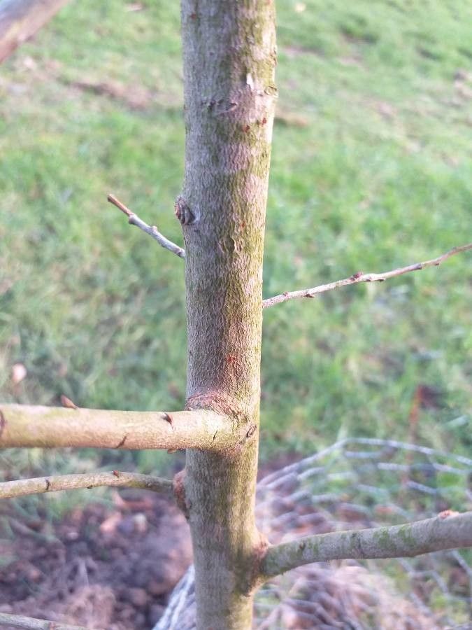 Salix × quercifolia bark