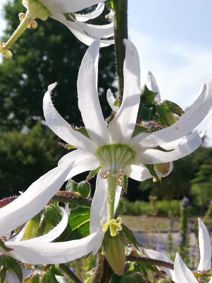 Michauxia tchihatcheffii flower
