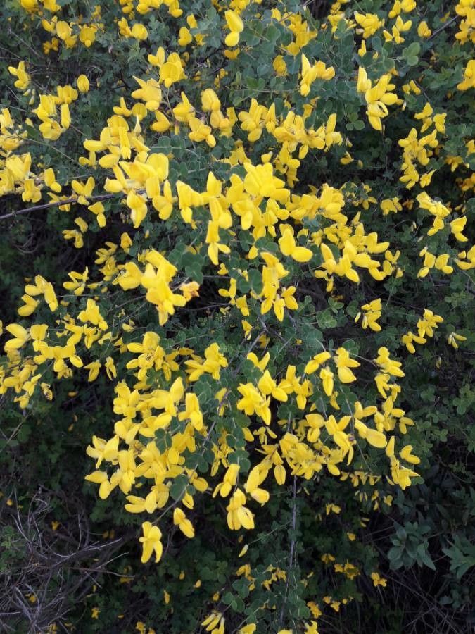 Cytisophyllum sessilifolium flower