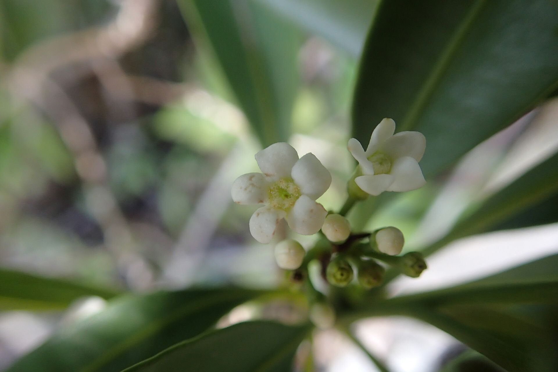 Ochrosia brevituba flower