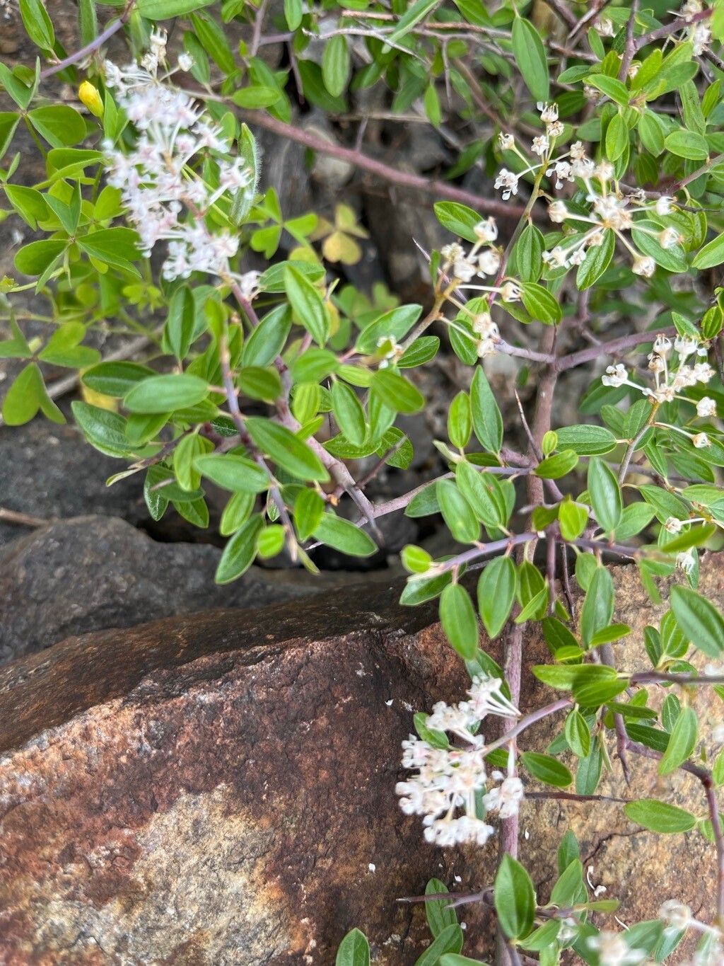 Ceanothus fendleri — search result for 'Ceanothus'
