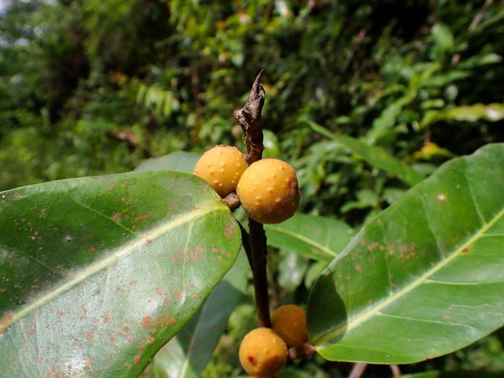 Ficus subcostata — houseplant care guide