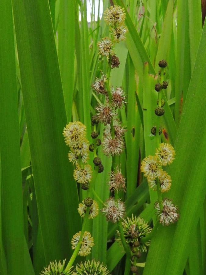 Sparganium erectum — related species from the same genus