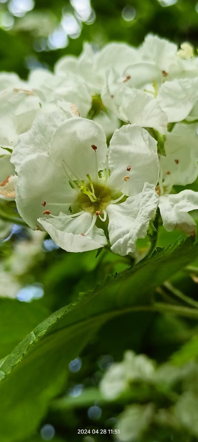 Crataegus submollis flower