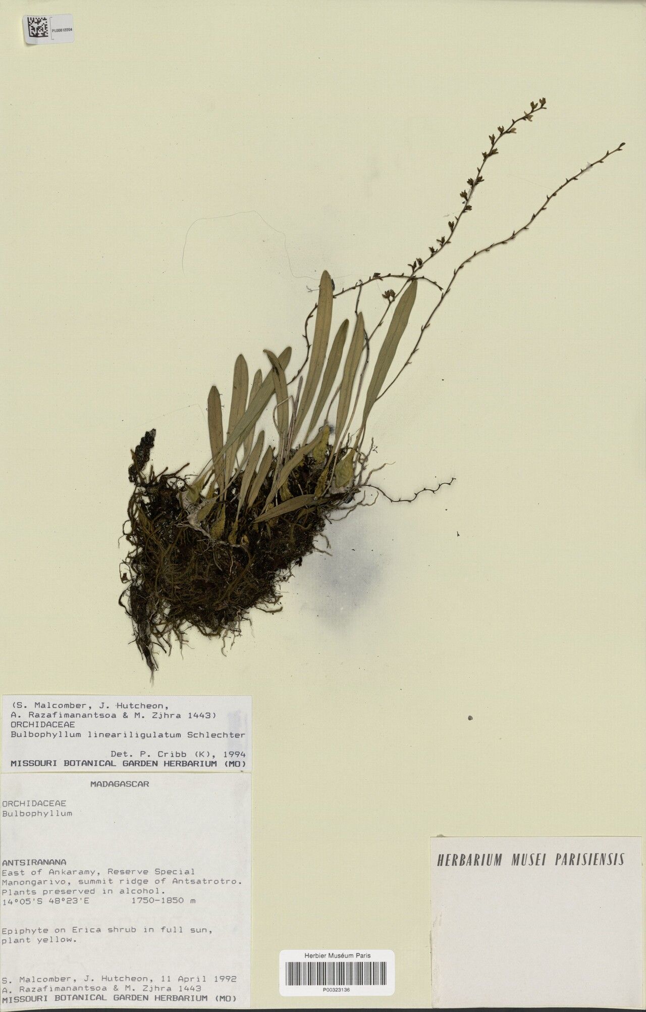 Bulbophyllum lineariligulatum — houseplant care guide