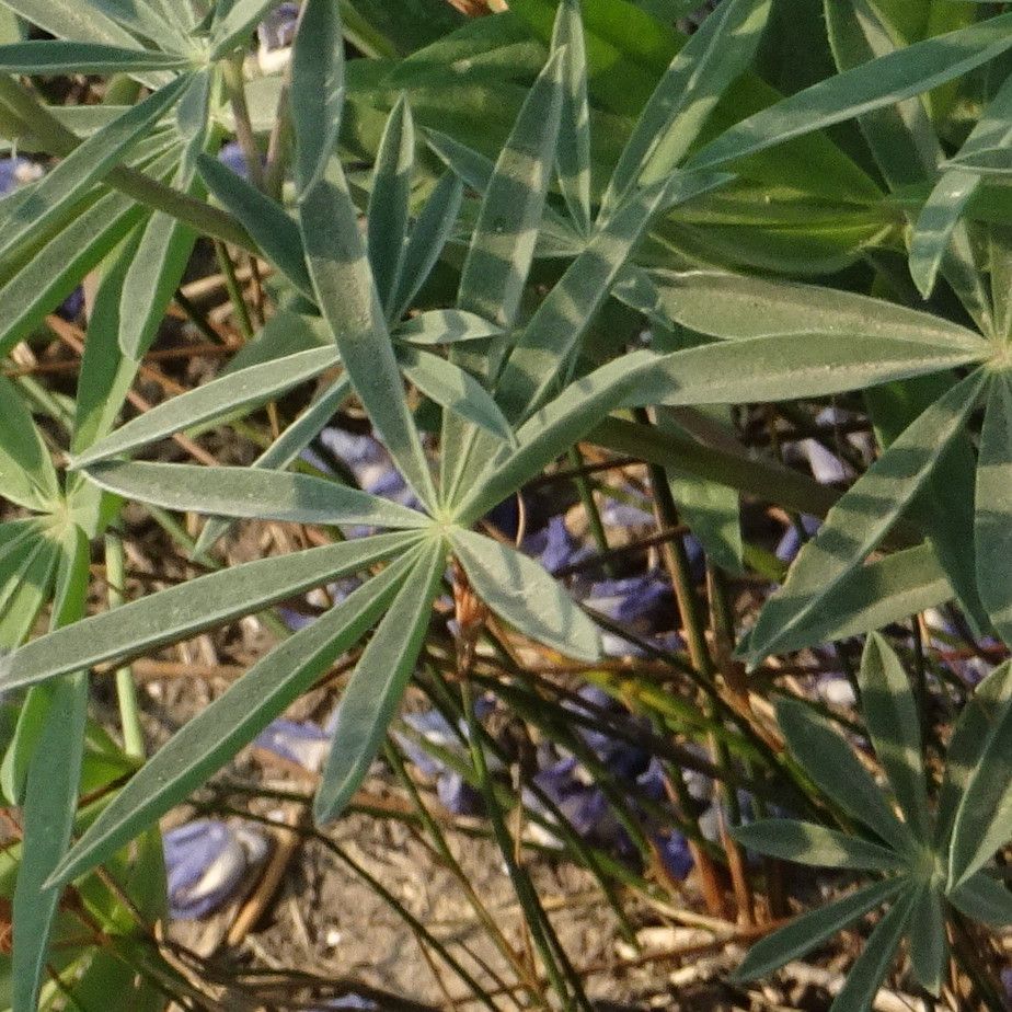 Lupinus latifolius — search result for 'Lupinus'