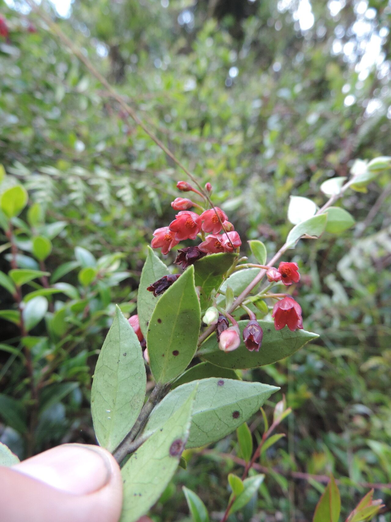 Vaccinium stanleyi flower
