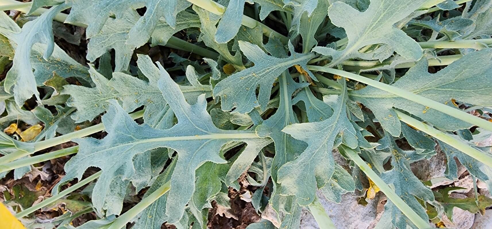 Glaucium vitellinum leaf
