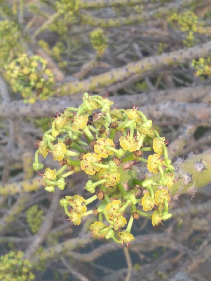 Viscum capense flower