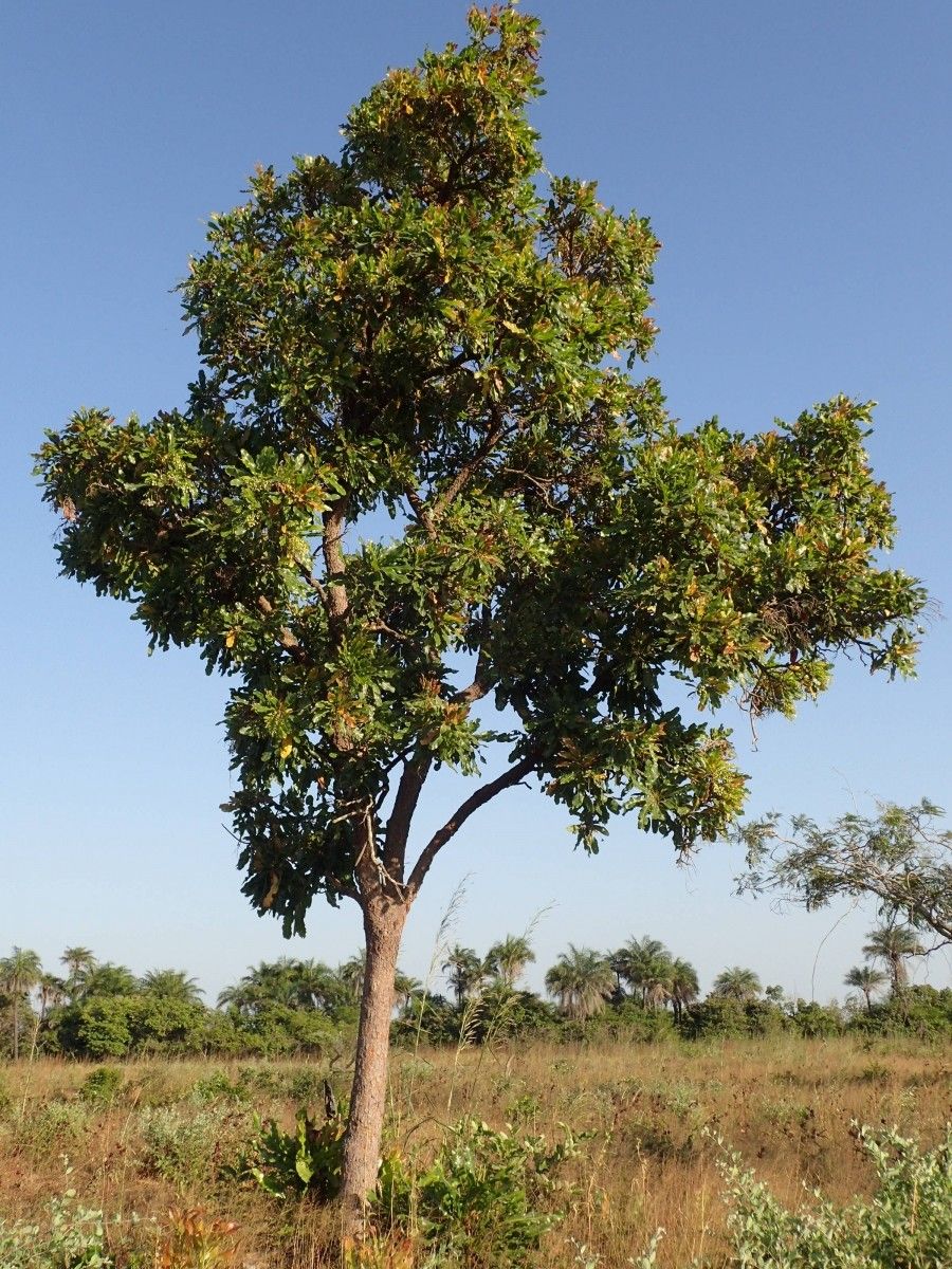 Lophira lanceolata habit